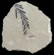 Metasequoia (Dawn Redwood) Fossil - Montana #62289-1